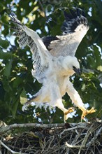 4 month old Harpy Eagle chick, Harpia harpyja, doing flight exercise in the nest, Alta Floresta,