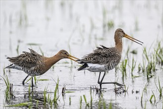 Black-tailed godwits (Limosa limosa), Lower Saxony, Germany, Europe