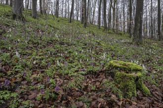 Hollow larkspur (Corydalis cava), Bad Iburg, Lower Saxony, Germany, Europe