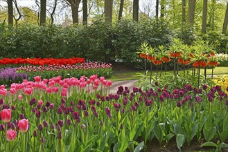 Tulips (Tulipa) and kaiser's crown (Fritillaria imperialis) at Keukenhof, Lisse, South Holland