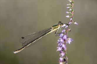 Emerald Damselfly (Lestes sponsa), Emsland, Lower Saxony, Germany, Europe