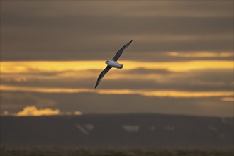 Northern fulmar, sea near Boltodden, Spitsbergen, Svalbard, Norway, Europe