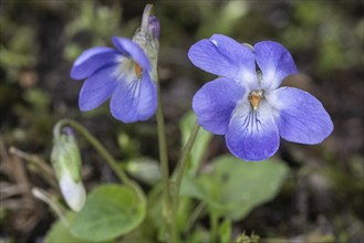 Violet (Viola riviniana), North Rhine-Westphalia, Germany, Europe