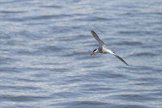 Arctic Arctic Tern (Sterna paradisea) with fish prey in its beak, in flight, Wadden Sea, North