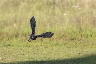 Little owl (Athene noctua), flying, Emsland, Lower Saxony, Germany, Europe