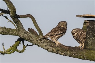 Little owls (Athene noctua), feeding young animals, Emsland, Lower Saxony, Germany, Europe