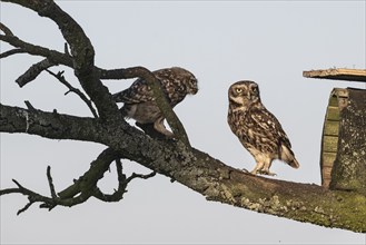 Little owls (Athene noctua), Emsland, Lower Saxony, Germany, Europe