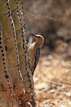 Gila woodpecker (Melanerpes uropygialis), adult, female, on saguaro cactus, Sonora Desert, Arizona,