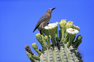 Gila woodpecker (Melanerpes uropygialis), adult, male, on Saguaro cactus flower, foraging, Sonoran