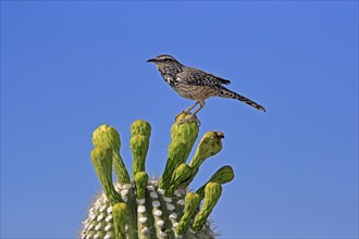 Cactus wren (Campylorhynchus brunneicapillus), adult, on saguaro cactus, Sonoran Desert, Arizona,