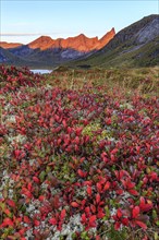 Autumn coloured tundra in front of fjord and steep mountains, morning light, autumn, Moskenesoya,