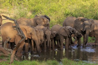 African elephant (Loxodonta africana), adult, juvenile, group, herd, at the water, drinking, Kruger