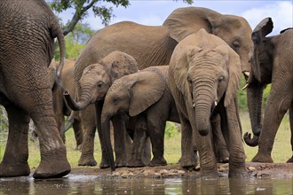 African elephant (Loxodonta africana), three young animals, at the water, drinking, group, Kruger