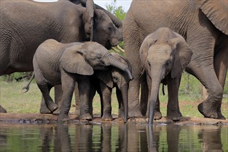 African elephant (Loxodonta africana), three young animals, at the water, drinking, group, Kruger