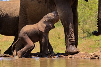 African elephant (Loxodonta africana), young animal, calf, baby elephant, mother, young animal with