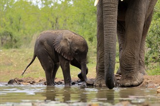 African elephant (Loxodonta africana), young animal, calf, baby elephant, mother, young animal with