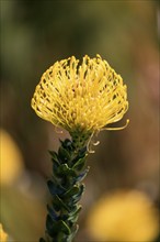 Pincushion protea (Leucospermum cordifolium), flower, flowering, silver tree plant, Kirstenbosch