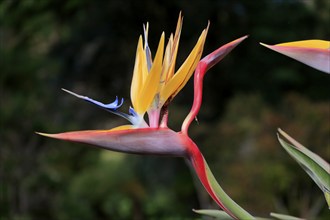 Bird of paradise flower (Strelitzia reginae), flower, in bloom, Kirstenbosch Botanical Gardens,