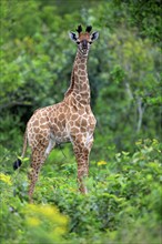 Cape giraffe (Giraffa camelopardalis giraffa), young animal, alert, Saint Lucia Estuary,