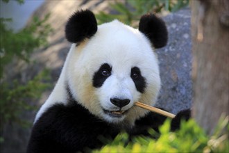 Giant Panda (Ailuropoda melanoleuca), adult feeding, Adelaide, South Australia, Australia, captive,