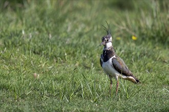 Lapwing (Vanellus vanellus) standing in the grass, Tipperne, Ringkøbing Fjord, Denmark, Europe