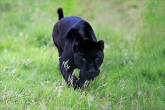 Jaguar, Black panther (Panthera onca), adult stalking, alert, South America