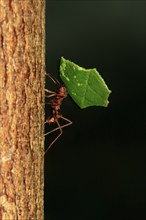 Leaf-cutter ant (Atta sexdens), carries leaf, transport, leaf, Central America, South America