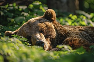 Grizzly bear sleeping on forest ground. Generative Ai, AI generated