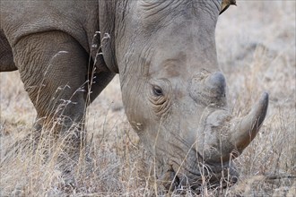 Southern white rhinoceros (Ceratotherium simum simum), adult male feeding on dry grass, with