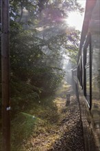 A train runs through the forest while sunbeams fall through the foliage, Rügen, Rasender Roland