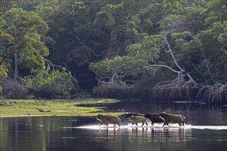 Red buffalo or forest buffalo (Syncerus nanus) crossing a river, Loango National Park, Parc