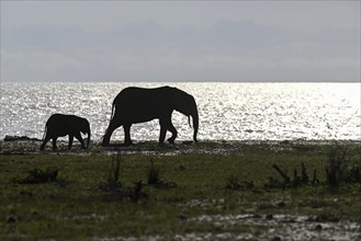 African forest elephants (Loxodonta cyclotis) on the beach, blue hour, Loango National Park, Parc