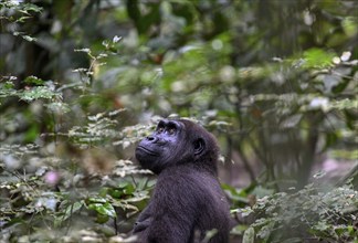 Western lowland gorilla (Gorilla gorilla gorilla), female, Loango National Park, Parc National de