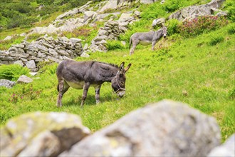 Two donkeys grazing peacefully on a green area in a rocky mountain landscape, Klein Tibet,