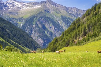 Green alpine meadows with grazing cows, surrounded by high green mountains and a clear blue sky,