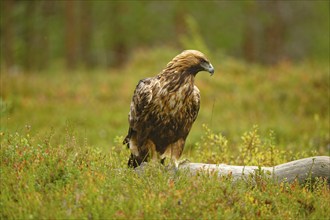 Golden eagle (Aquila chrysaetos), front view, view to the side, on tree stump, autumn mood,