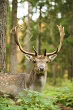 European fallow deer (Dama dama) stag standing in a forest, Bavaria, Germany, Europe