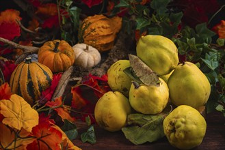 Autumnal still life with quinces, pumpkins and colourful autumn leaves