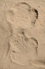 Track of a black rhino (Diceros bicornis) in the sand, Huab Conservancy, near Khorixas, Kunene