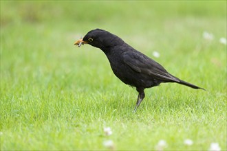 Blackbird (Turdus merula), male foraging on a lawn, Lower Saxony, Germany, Europe