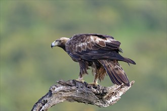 Golden eagle (Aquila chrysaetos) on its perch, a tree stump, Extremadura, Spain, Europe