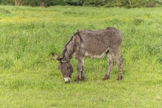 A donkey in a pasture in spring. Bas Rhin, Alsace, France, Europe