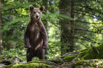 European brown bear (Ursus arctos arctos) in the forest, standing, Notranjska region, Slovenia,