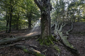 Tinder fungus (Fomes fomentarius) on dead copper beech (Fagus sylvatica) in a forest, Emsland,