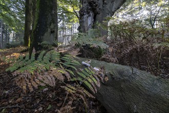 Bracken fern (Pteridium aquilinum) and tinder fungus (Fomes fomentarius) in a light-flooded beech