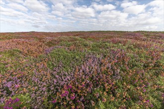 A carpet of pink and red flowers grows on the cliffs of the Iroise sea coast. Camaret, Crozon,