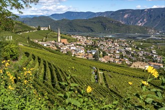 Wine-growing, in the Adige Valley, near the village of Tramin on the wine road, view from the