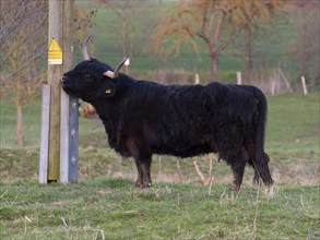 Schottisch Highland Cow (Bos taurus), rubbing its head on a post, Glockenborn nature reserve,