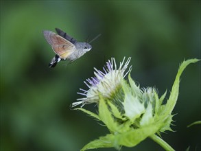 Hummingbird Hawk Moth (Macroglossum stellatarum), feeding on nectar from a Marsh thistle flower