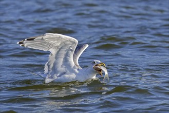 European herring gull (Larus argentatus) swallowing big fish while swimming at sea